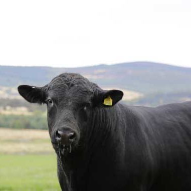 Black cow with ear tag 