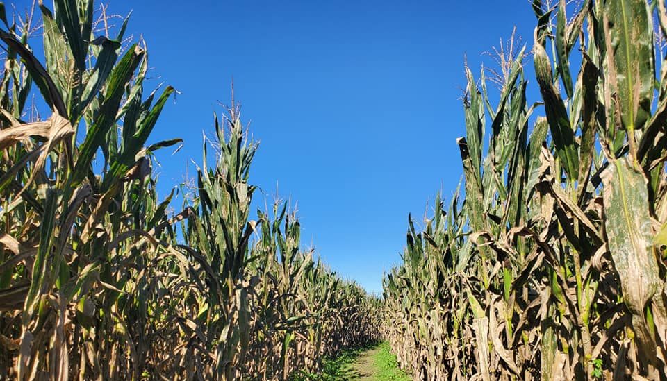 corn growing in a field