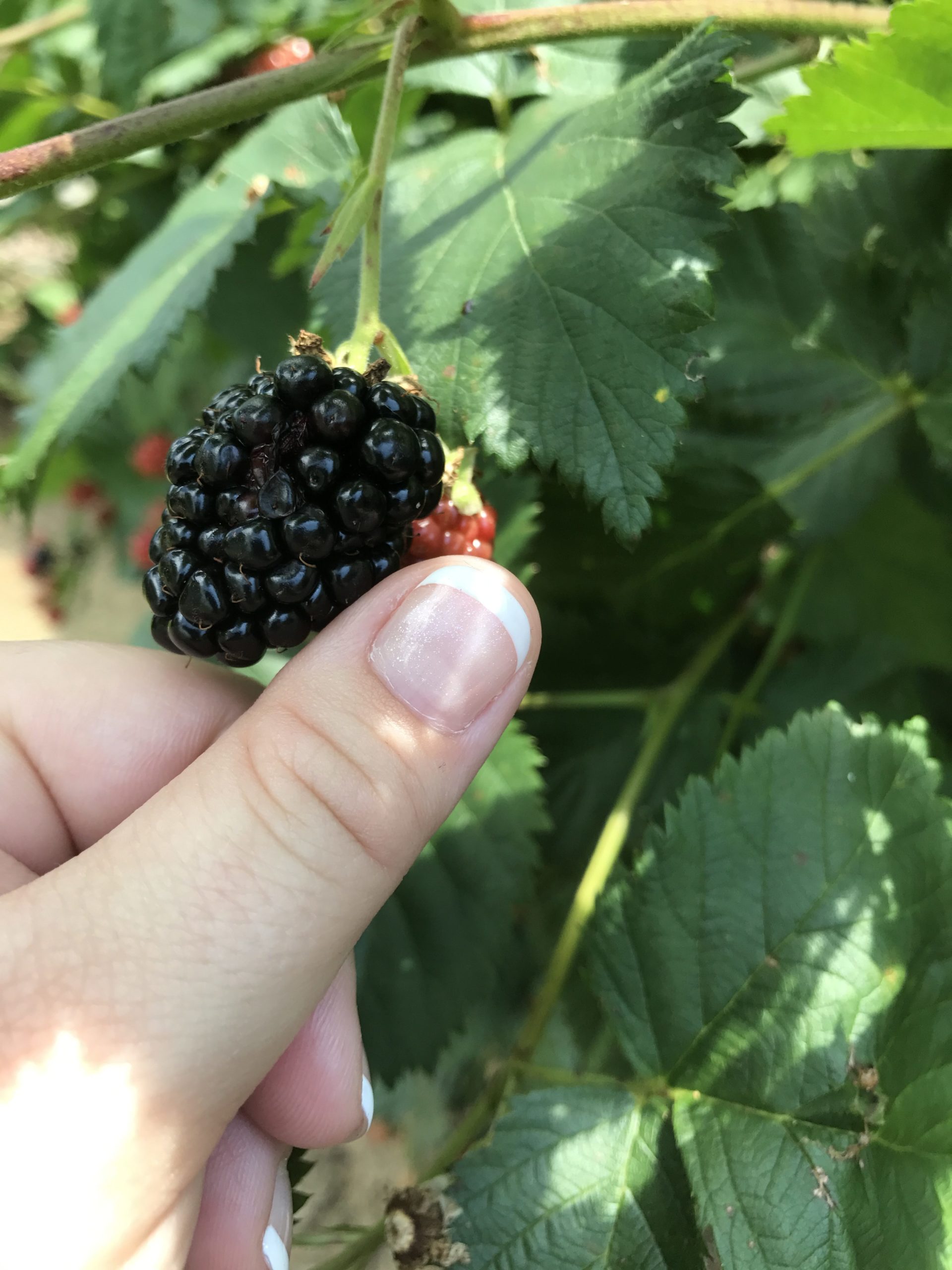 Blackberries on a vine 